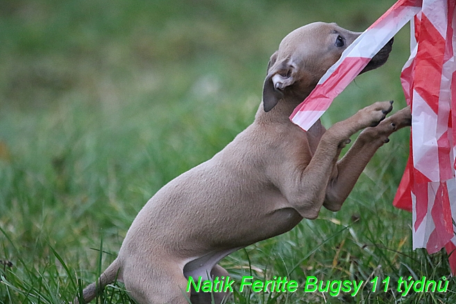 Natik Feritte Bugsy. Trenink 26 (5)