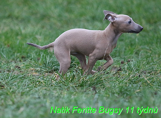 Natik Feritte Bugsy. Trenink 26 (13)