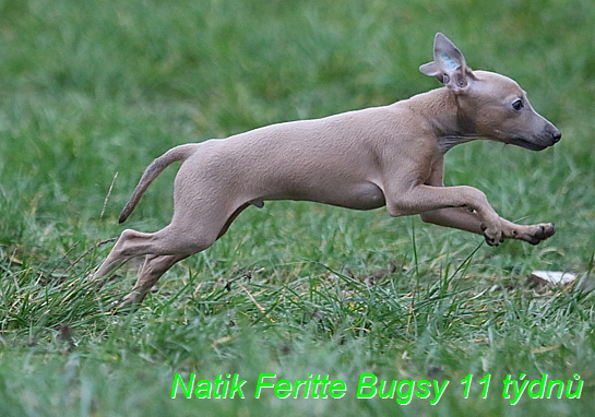 Natik Feritte Bugsy. Trenink 26 (14)