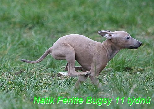 Natik Feritte Bugsy. Trenink 26 (15)