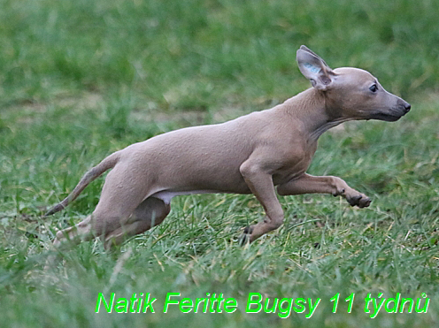 Natik Feritte Bugsy. Trenink 26 (16)