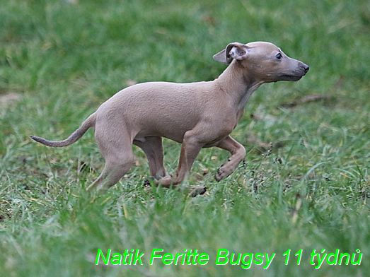 Natik Feritte Bugsy. Trenink 26 (17)