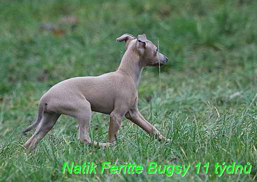 Natik Feritte Bugsy. Trenink 26 (30)