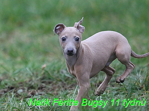 Natik Feritte Bugsy. Trenink 26 (32)