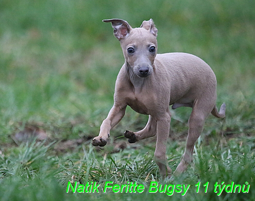 Natik Feritte Bugsy. Trenink 26 (33)