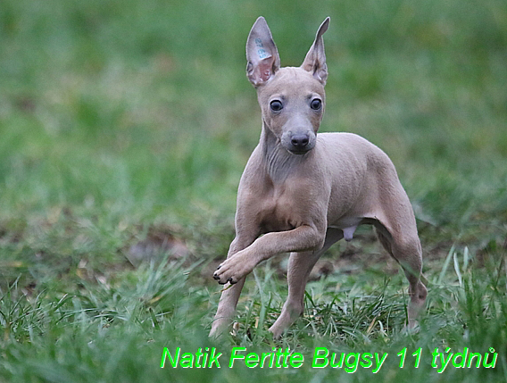 Natik Feritte Bugsy. Trenink 26 (34)