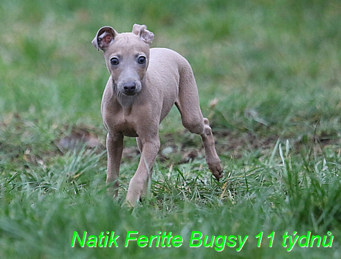 Natik Feritte Bugsy. Trenink 26 (35)