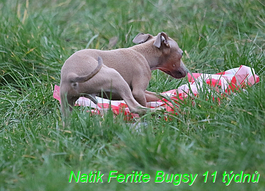 Natik Feritte Bugsy. Trenink 26 (37)