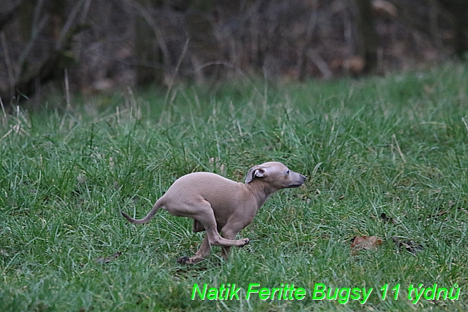 Natik Feritte Bugsy. Trenink 26 (55)