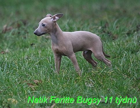 Natik Feritte Bugsy. Trenink 26 (57)