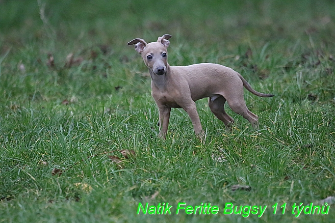 Natik Feritte Bugsy. Trenink 26 (58)