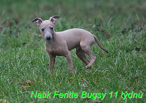 Natik Feritte Bugsy. Trenink 26 (59)