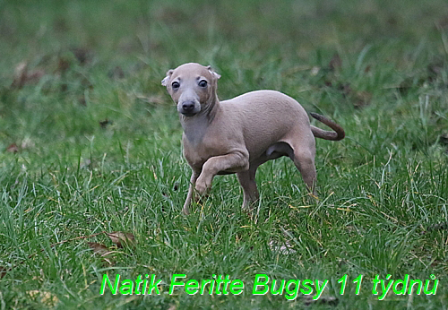 Natik Feritte Bugsy. Trenink 26 (60)