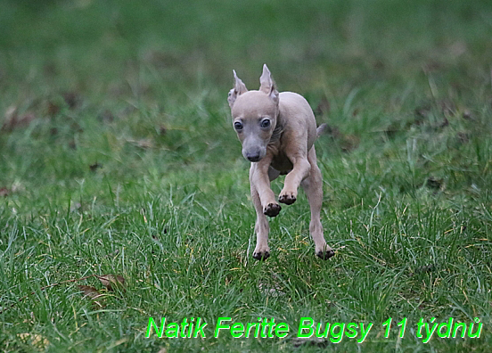 Natik Feritte Bugsy. Trenink 26 (61)