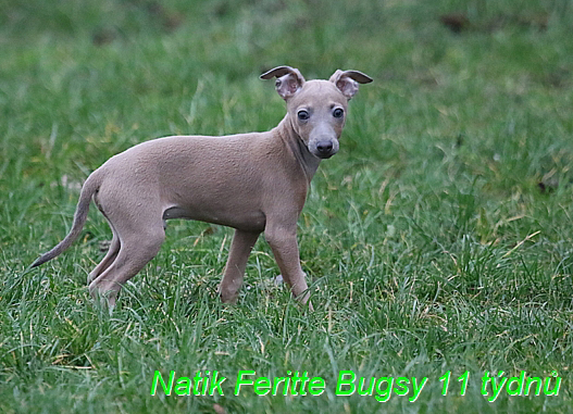 Natik Feritte Bugsy. Trenink 26 (65)