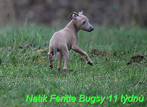 Natik Feritte Bugsy. Trenink 26 (66)