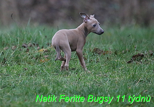 Natik Feritte Bugsy. Trenink 26 (67)