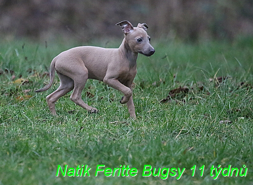 Natik Feritte Bugsy. Trenink 26 (68)