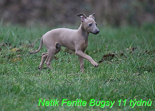 Natik Feritte Bugsy. Trenink 26 (69)