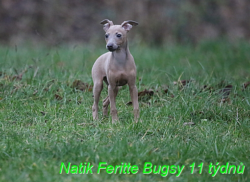 Natik Feritte Bugsy. Trenink 26 (70)