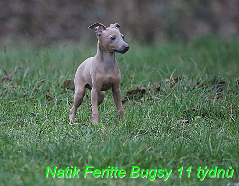 Natik Feritte Bugsy. Trenink 26 (72)