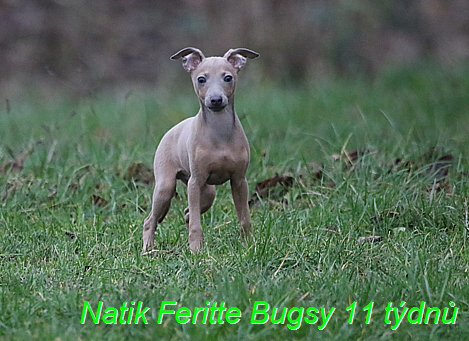 Natik Feritte Bugsy. Trenink 26 (73)