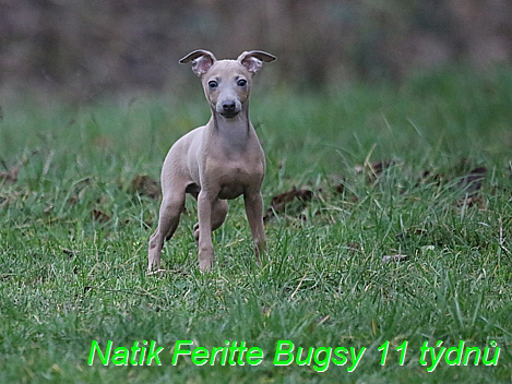 Natik Feritte Bugsy. Trenink 26 (74)