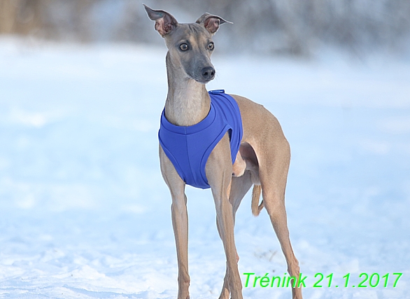 Náš trénink 21.1.2017  (3)