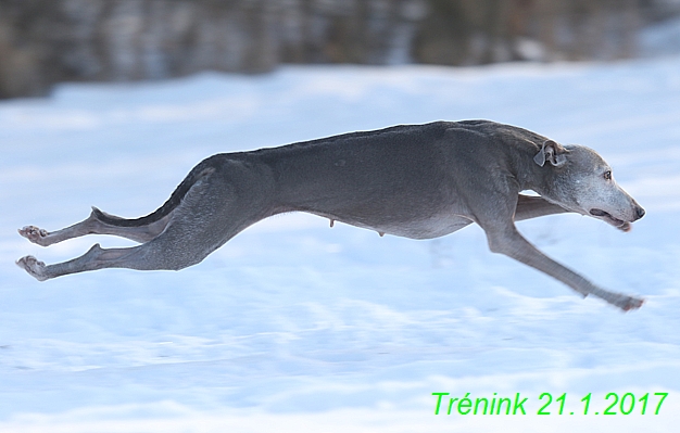 Náš trénink 21.1.2017  (6)