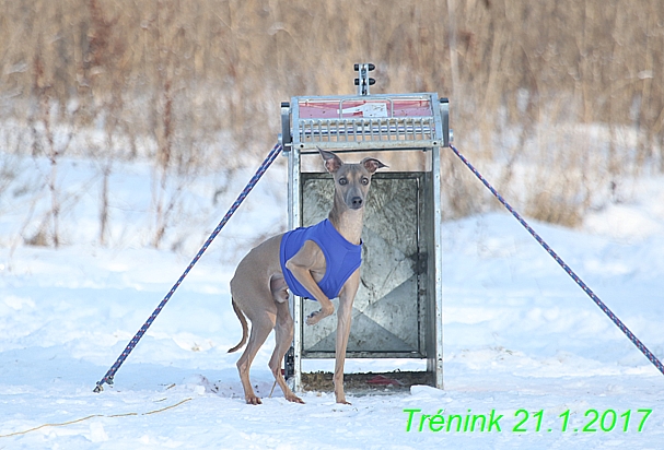 Náš trénink 21.1.2017  (7)