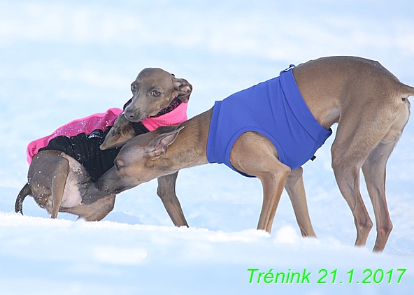 Náš trénink 21.1.2017  (8)