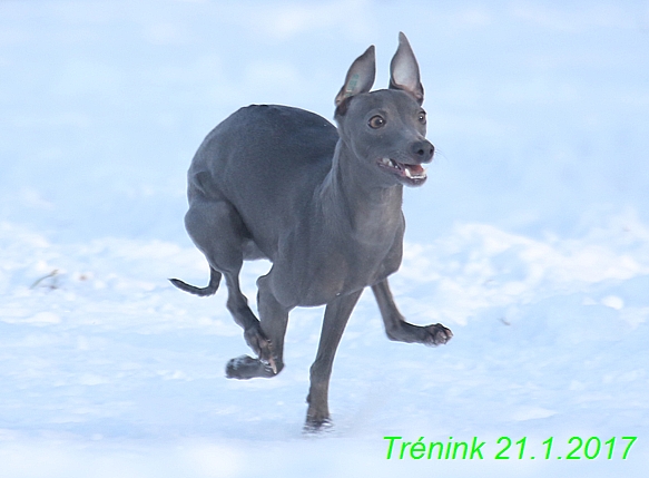 Náš trénink 21.1.2017  (13)