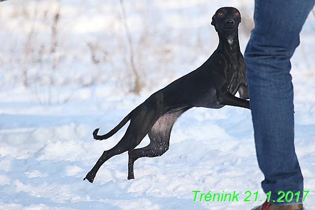 Náš trénink 21.1.2017  (29)