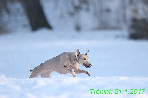 Náš trénink 21.1.2017  (31)