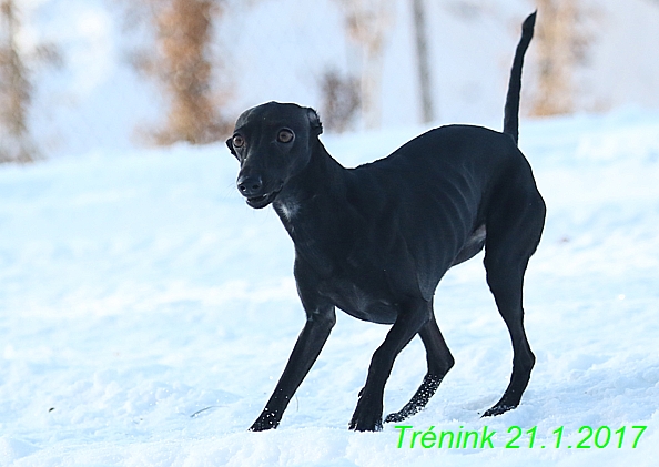 Náš trénink 21.1.2017  (32)