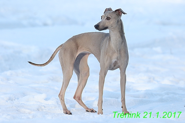 Náš trénink 21.1.2017  (34)