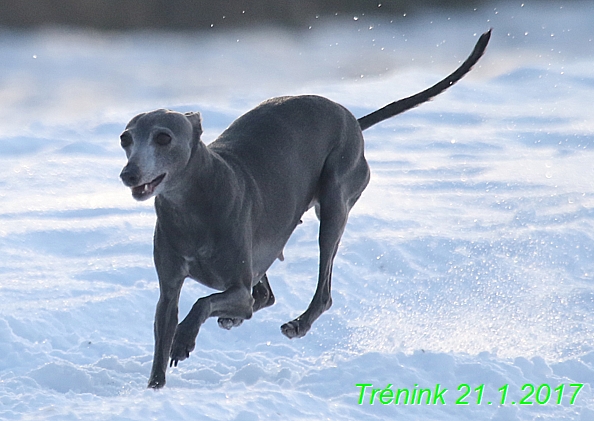 Náš trénink 21.1.2017  (43)