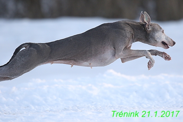 Náš trénink 21.1.2017  (69)