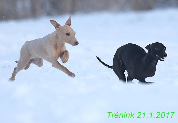 Náš trénink 21.1.2017  (71)