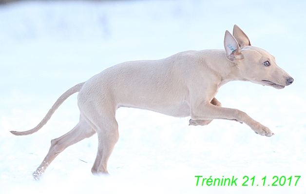 Náš trénink 21.1.2017  (75)