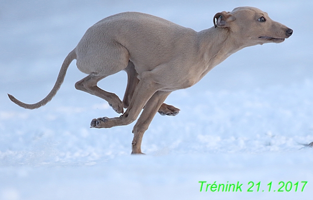 Náš trénink 21.1.2017  (76)