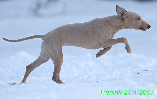 Náš trénink 21.1.2017  (77)