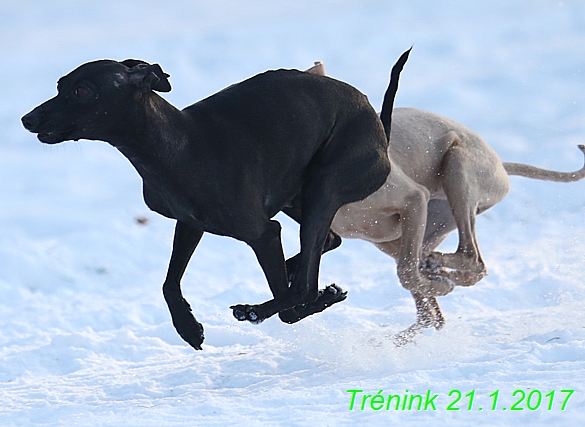 Náš trénink 21.1.2017  (81)