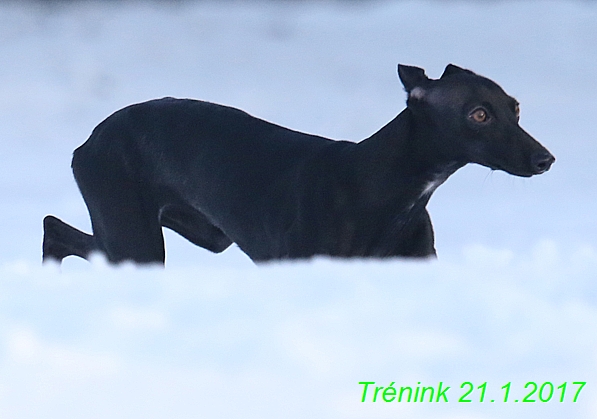 Náš trénink 21.1.2017  (84)