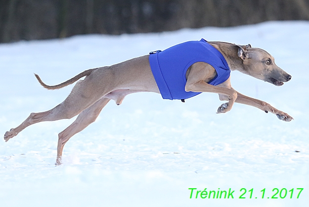 Náš trénink 21.1.2017  (89)