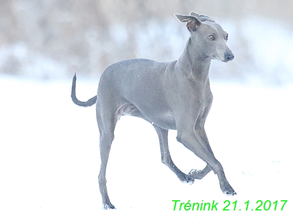 Náš trénink 21.1.2017  (93)