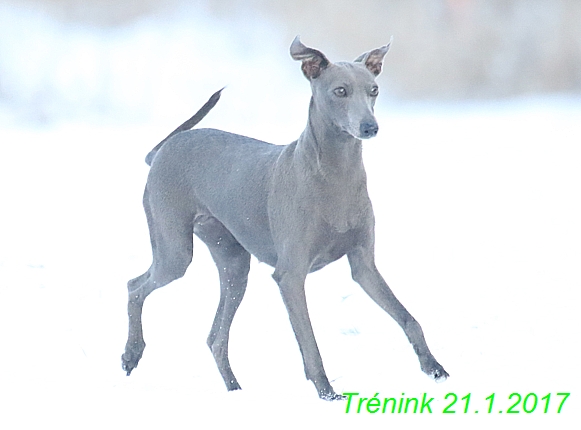 Náš trénink 21.1.2017  (94)