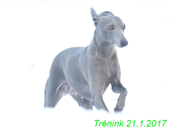 Náš trénink 21.1.2017  (96)