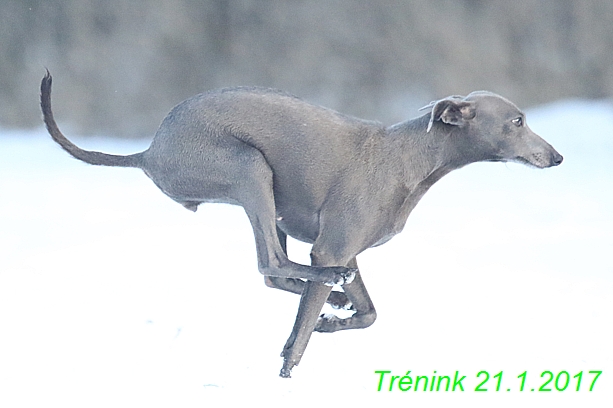 Náš trénink 21.1.2017  (98)