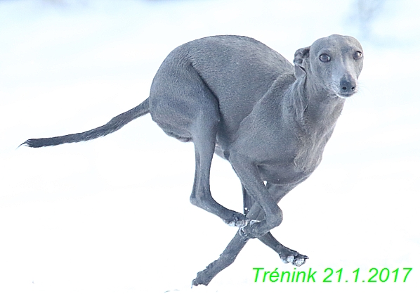 Náš trénink 21.1.2017  (100)